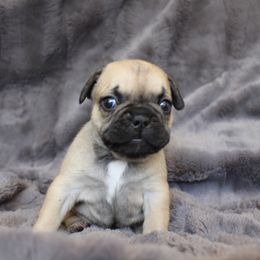 French Bulldog Puppies from Perfect Fit Frenchies