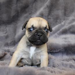 French Bulldog Puppies from Perfect Fit Frenchies