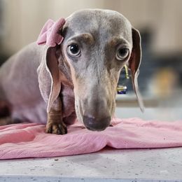 Honey - Dachshund