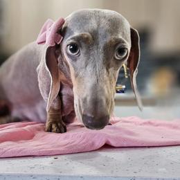 Honey - Dachshund