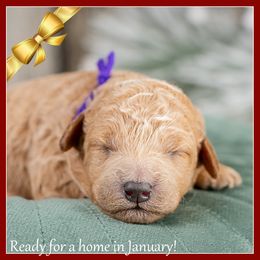 Crystal - Red  female Goldendoodle puppy in Connersville, Indiana from Deaz Doodle Ranch