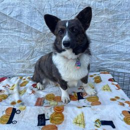 LeAnn - American Corgi