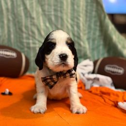 Beetlejuice - Black white and tan male English Springer Spaniel puppy in Cookeville, Tennessee from Krossroads Kennel