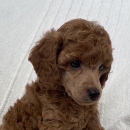 Poodle Puppies from Midwest Miniature Poodles