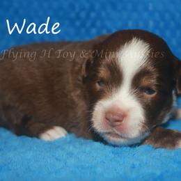 Wade - Red tri male Miniature Australian Shepherd puppy in Godley, Texas from Flying H Toy and Mini Aussies