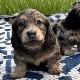 Blue and cream - Blue and cream male Dachshund puppy in Crestview, Florida from Neverending Dachies