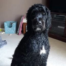Goldendoodles from Luvmy Doodle