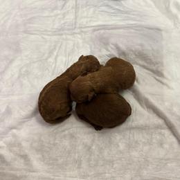 Female 3 - Red  female Poodle puppy in Modesto, California from Oso’s Red Toy, Mini, & Standard Poodles