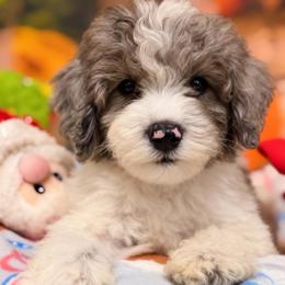 Clover - Blue merle female Aussiedoodle puppy in Dickerson, Maryland from Pawsome Aussie Doodles and Oodles
