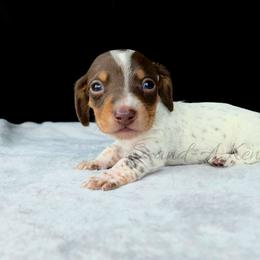 Eeyore - Piebald male Dachshund puppy in Quitman, Mississippi from S-and-A Kennels