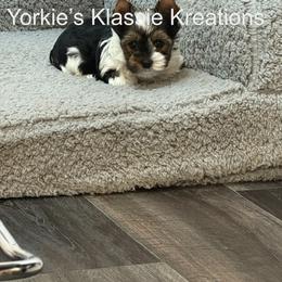 Paisley - Parti female Yorkshire Terrier puppy in Dierks, Arkansas from Yorkie’s Klassie Kreations