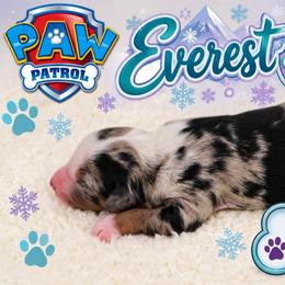 Everest - Blue merle female Miniature Australian Shepherd puppy in Apache Junction, Arizona from Circle T Mini Aussies