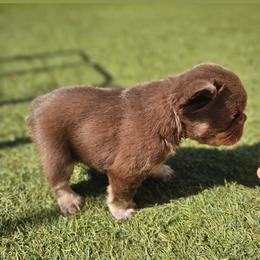 Rosie Rose - Tricolors female French Bulldog puppy in Glendale, Arizona from Frenchiepuphub