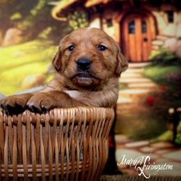 Boy 2 - Golden Retriever puppy in Anderson, California from Redtail Golden Retrievers