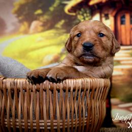 Boy 2 - Golden Retriever puppy in Anderson, California from Redtail Golden Retrievers