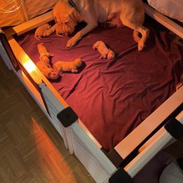 Labrador Retriever puppies from Coram Deo Retrievers