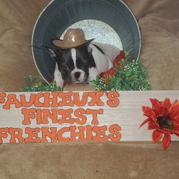 French Bulldog Puppies from Faucheux's Finest Frenchie's