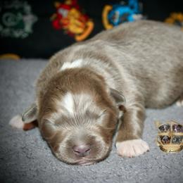 Tortellini - Dilute red male Australian Shepherd puppy in El Dorado Springs, Missouri from HP Aussie Kennels