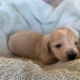 Dachshund Puppies from C and J Minis