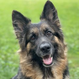 Journey - German Shepherd