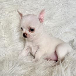 Kiss - Cream and white female Chihuahua puppy in Allentown, Pennsylvania from Tsunami Cockers & Chihuahuas