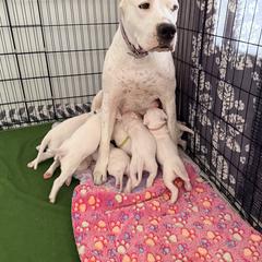 Dogo Argentino Puppies from Casa de la Bahia