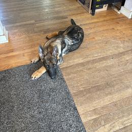 Forte - German Shepherd