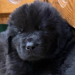 Triumph - Black male Newfoundland puppy in Saukville, Wisconsin from Crossroads Canines ~ Newfoundland Dogs