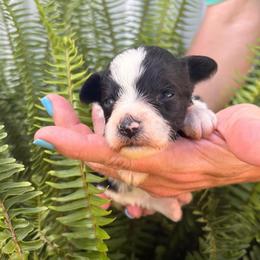 Moana - Red Girl - Parti female Miniature Schnauzer puppy in Oneonta, Alabama from Murphree Valley Kennels