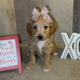 Ellie - Cream female Goldendoodle puppy in Valdosta, Georgia from Designer Doodles of South GA