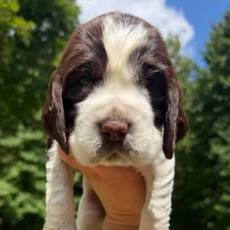 Weller - Liver and white female English Springer Spaniel puppy in Hawesville, Kentucky from Bristol’s Southern English Springer Spaniels