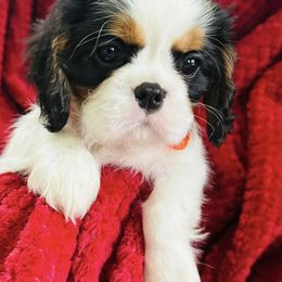 Cavalier King Charles Spaniels from Brian's Cavalier King Charles Spaniels