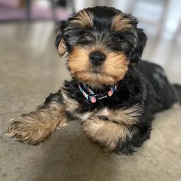 Assorted Doodle Crosses, Double Doodle, Maltipoo, Morkie, and Yorkipoo Puppies from Danza Bolo