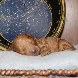 Nebula - Red female Australian Cobberdog puppy in Bellingham, Minnesota from Whispering Prairie Australian Cobberdog