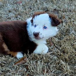Angel - Red tri female Miniature Australian Shepherd puppy in Colbert, Georgia from Dogwood Blossom Aussies