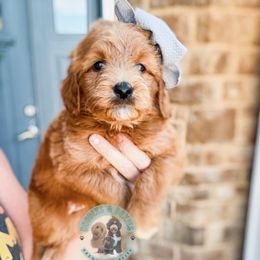 Chocolate - Red  female Goldendoodle puppy in Marion, Ohio from Doodles & Doxies