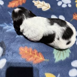 Girl 1 - Piebald female Dachshund puppy in Lexington, Tennessee from Nichols' Miniature Dachshund