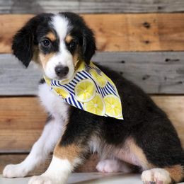 Australian Shepherds and Miniature Australian Shepherds from Double T O Farms