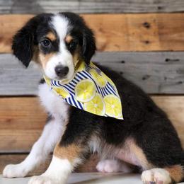 Australian Shepherds and Miniature Australian Shepherds from Double T O Farms