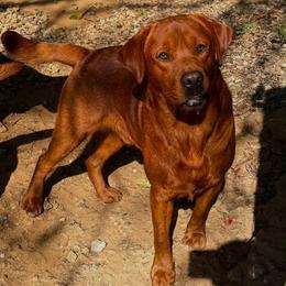 Reggi - Labrador Retriever