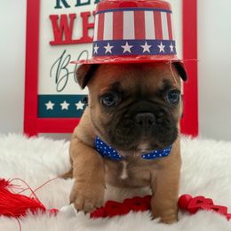 Apollo - Fawn male French Bulldog puppy in Largo, Florida from Big Daddy Frenchies