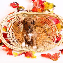 Timon - Red  male Goldendoodle puppy in Kissimmee, Florida from Poodle Doodle Kennels