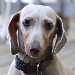 Coral - Dachshund