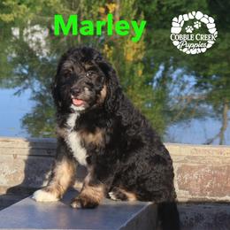Marley - Phantom male Bernedoodle puppy in Heyworth, Illinois from Cobble Creek Puppies