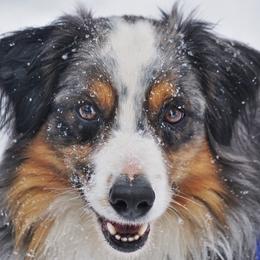 Levi - Miniature Australian Shepherd