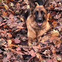German Shepherd All Grown Up from Flood Farm German Shepherds