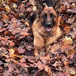 German Shepherd All Grown Up from Flood Farm German Shepherds