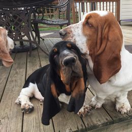 Basset Hound Puppies from Houndful Hearts