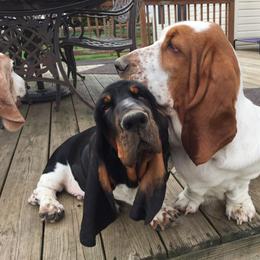Basset Hound Puppies from Houndful Hearts