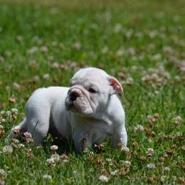 White male Bulldog puppy - HL - White male Bulldog puppy in Fleetwood, Pennsylvania from D and D Bulldogs